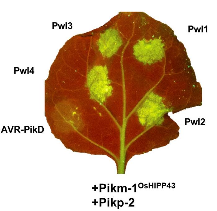 Figure 2 : Cell death assay