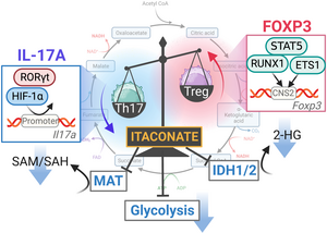 Roles of Itaconate in immune regulation