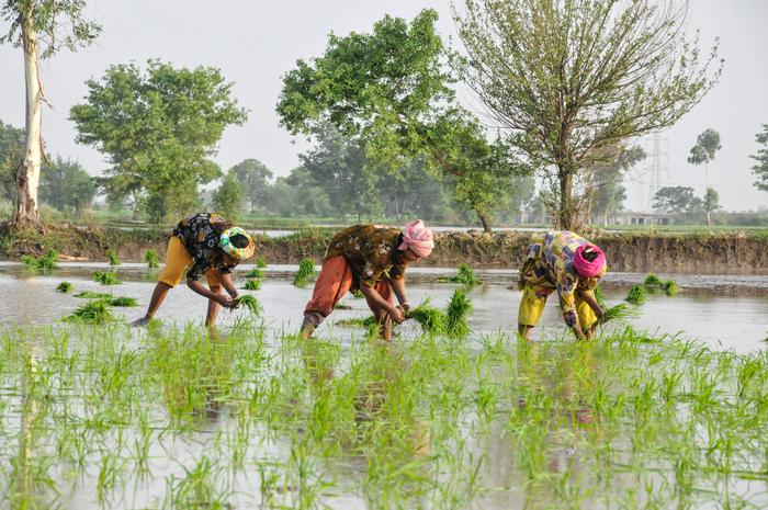 Women plant rice in Pakistan