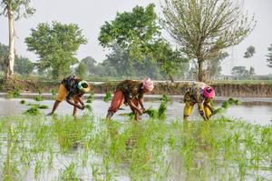 Women plant rice in Pakistan