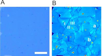 1-D Edge States in 2-D Semiconductor Molybdenum Disulfide