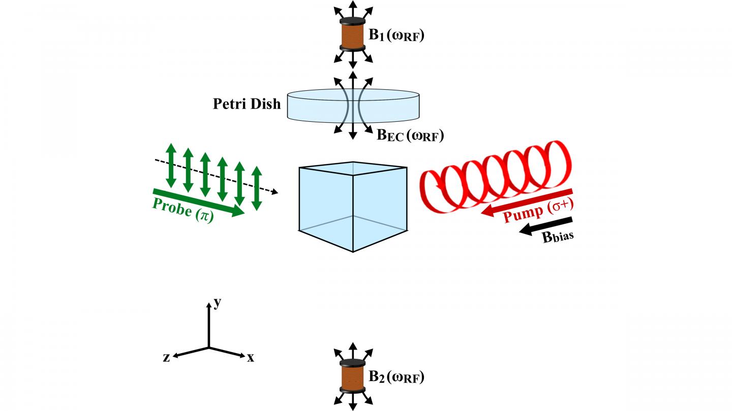 A Pair of Coils Induces a Magnetic Field Response