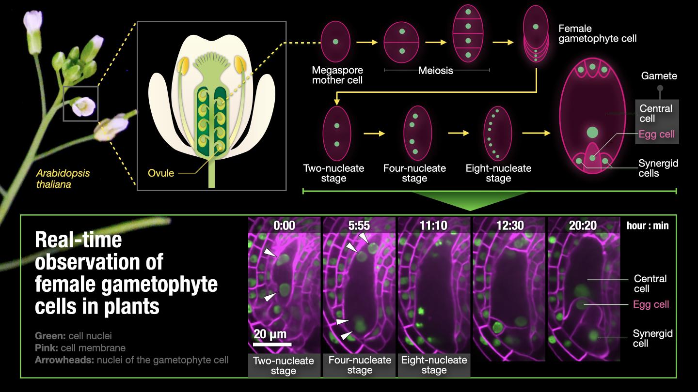 gametes in plants