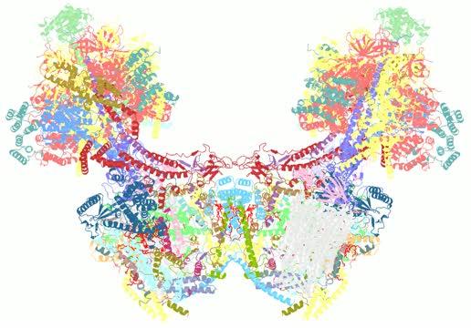 Atomic Model of the <i>E. gracilis</i> ATP Synthase Dimer with Bound Lipids