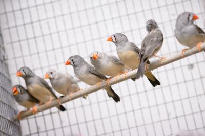 Zebra Finches on Pole