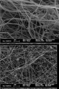 Fibers of Microbial Cellulose