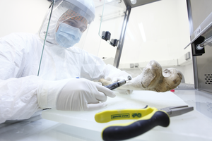 Researcher analyzing ancient human remains for paleogenetic research at Johannes Gutenberg University Mainz, Germany