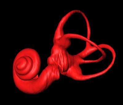 Three Semicircular Canals and Cochlea