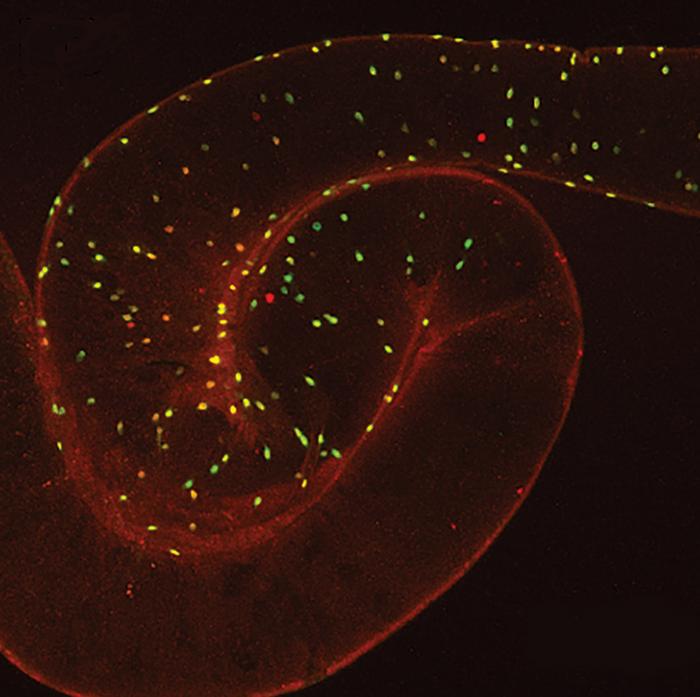 Image of the gut of the fruit fly