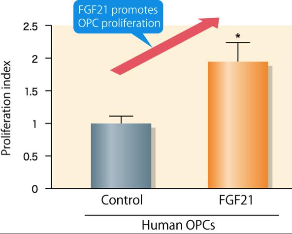 Figure 3. FGF21 Treatment Promotes Human OPC Proliferation