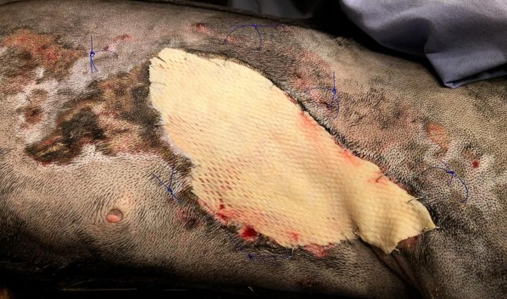 Stella and Fish Skin