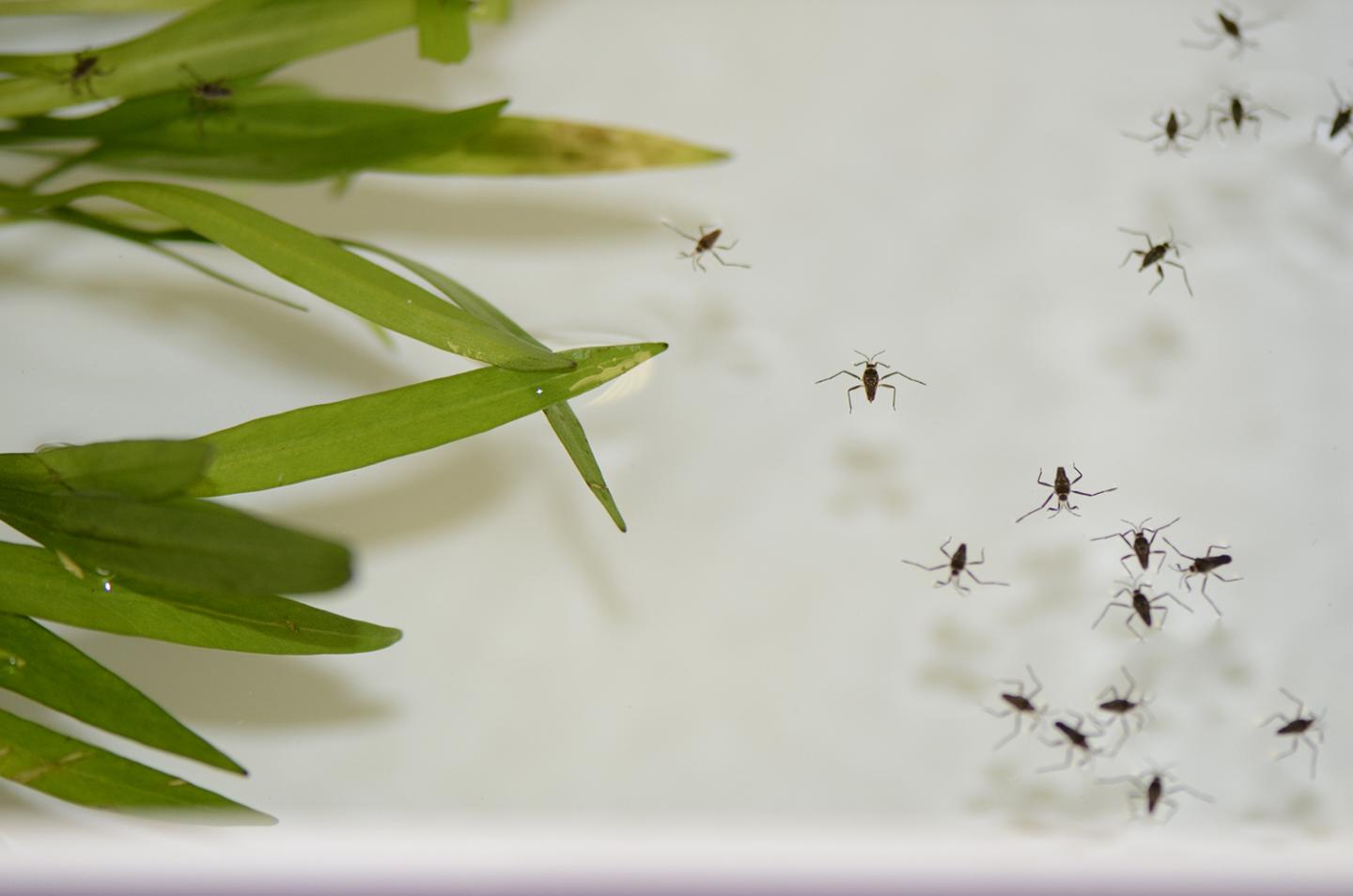 The Evolution of a Fan Propelled Water Strider Insects into New Environments (2 of 8)