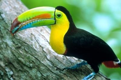 Keel-Billed Toucan Carrying Cicada