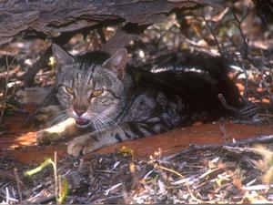 House cat at Simpson Desert, Australia.