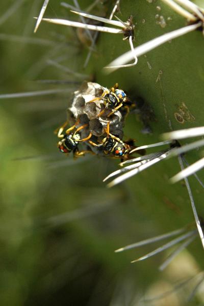 'Altruistic' Wasps Actually Looking Out for Number One (5 of 5)