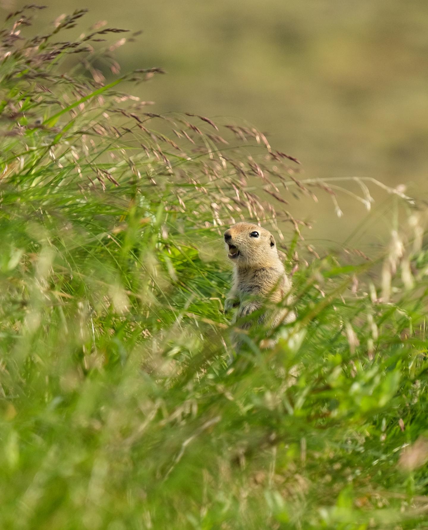 Seed Predation Increases Toward Tropics and Low Elevations (4 of 13)