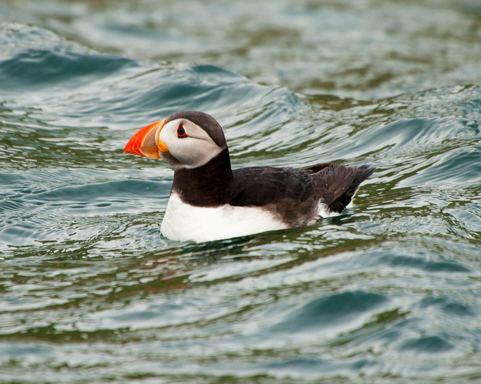 Atlantic puffin