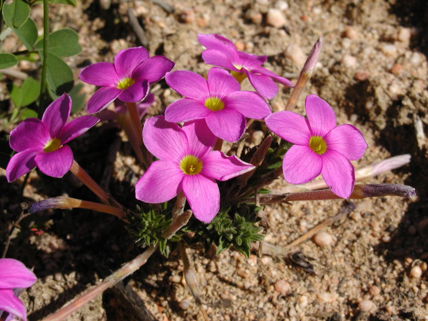 <i>Oxalis hirta</i> Has Formed a Symbiotic Relationship with Bacterial Genus Bacillus