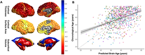 Brain Age Stroke