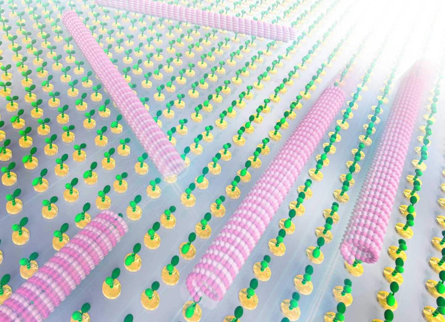 Microtubules Running Along a Kinesin Array
