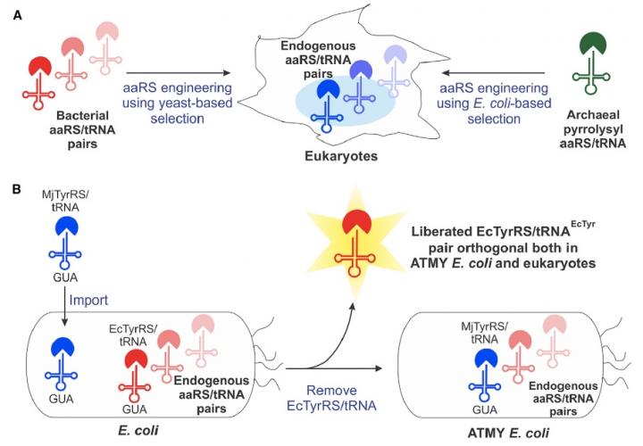 Engineering <em>E. coli</em> and new amino acids