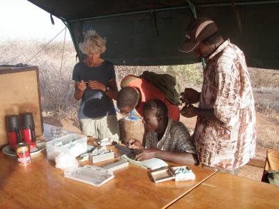 New Fossils from Koobi Fora, Northern Kenya, Confirm Taxonomic Diversity in Early <i>Homo</i>