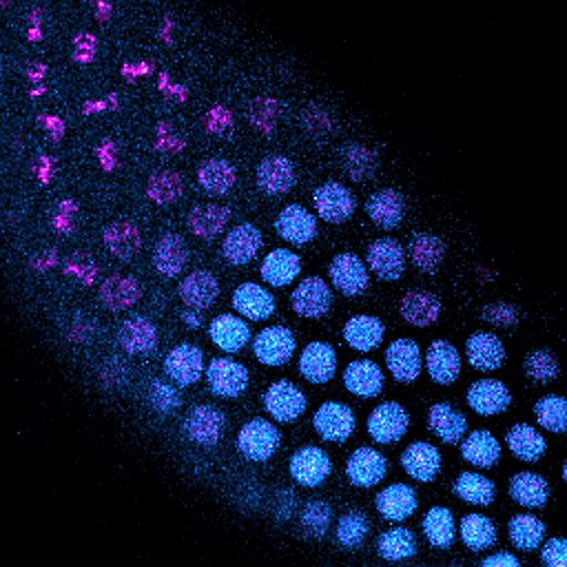 Cell Divsion