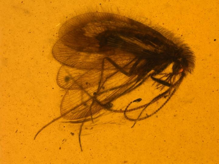 Buratina truncata, The New Long-Proboscid Species of Paradoxosisyrinae from Burmese Amber