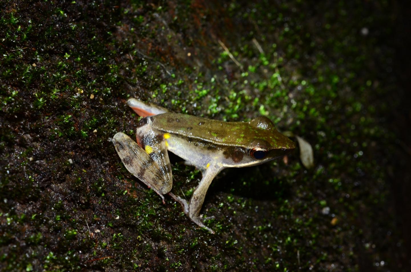 Male Warszewitsch's Frog
