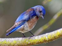 A Western Bluebird Searches the Ground From a Perch