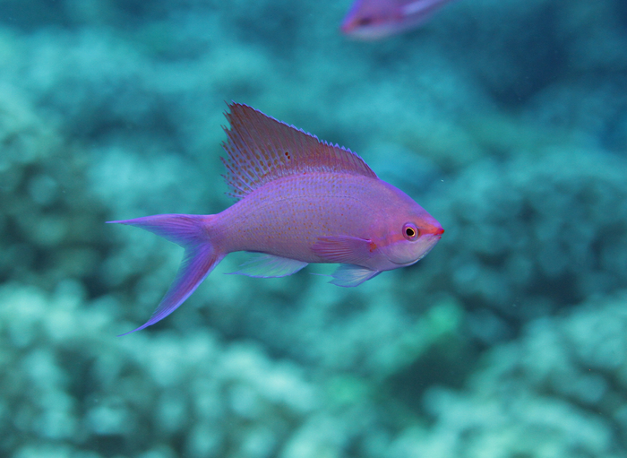 French Polynesia reef fish