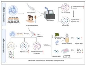 The mechanism of hyaluronic acid alleviating host inflammation