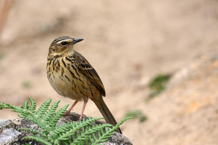 Nilgiri pipit (<i>Anthus nilghiriensis</i>)