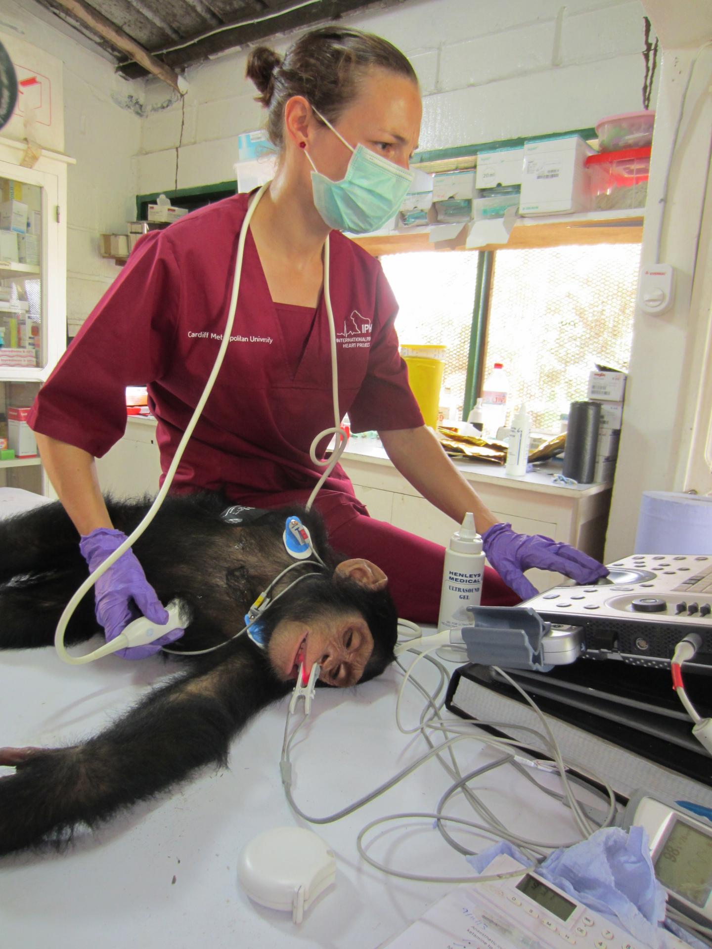 Chimpanzee Echocardiogram
