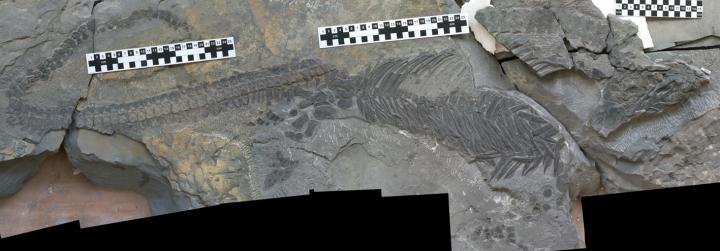 <i>Sclerocormus</i> Fossil