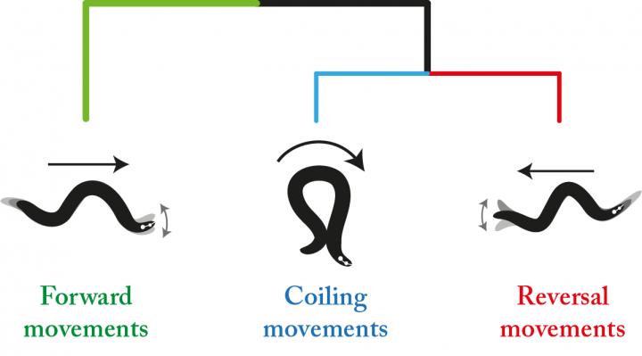 Nuances in <em>C. elegans</em> Crawling Behavior