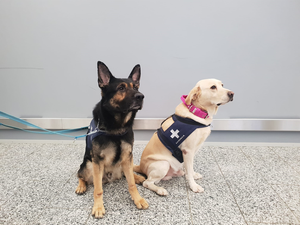 Corona detection dogs Valo and Kosti.