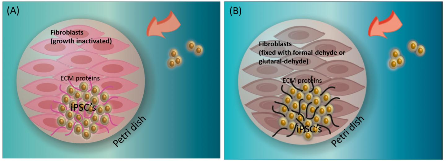 Dead feeder cells support stem cell growth EurekAlert!