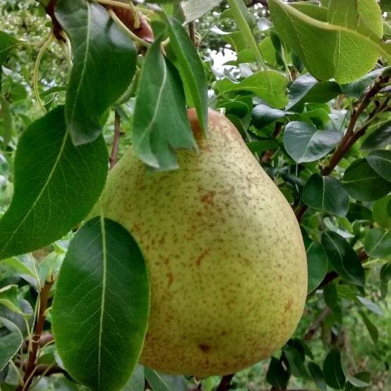 Pear