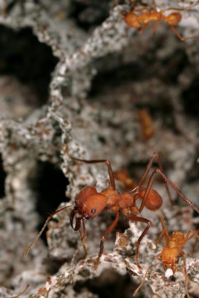 Leaf-cutter Ant