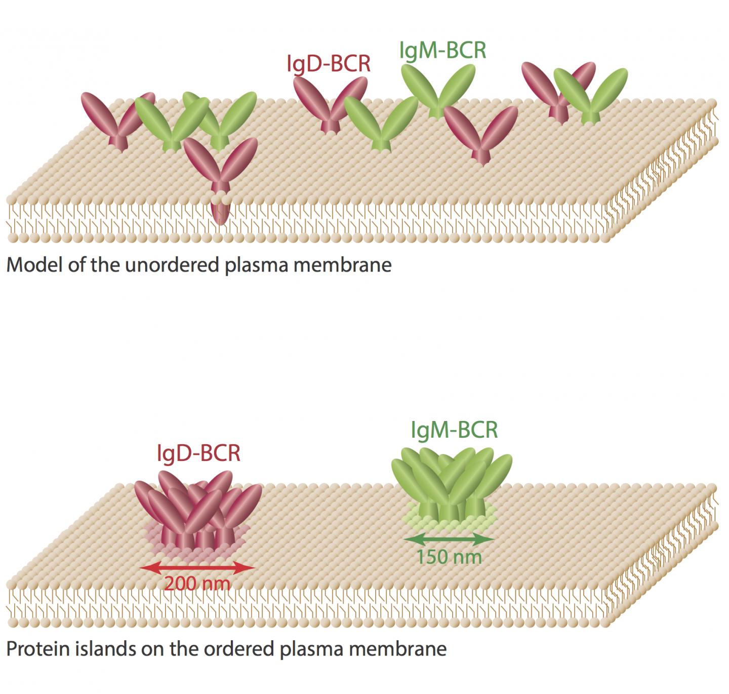Antigen Receptors IgM and IgD