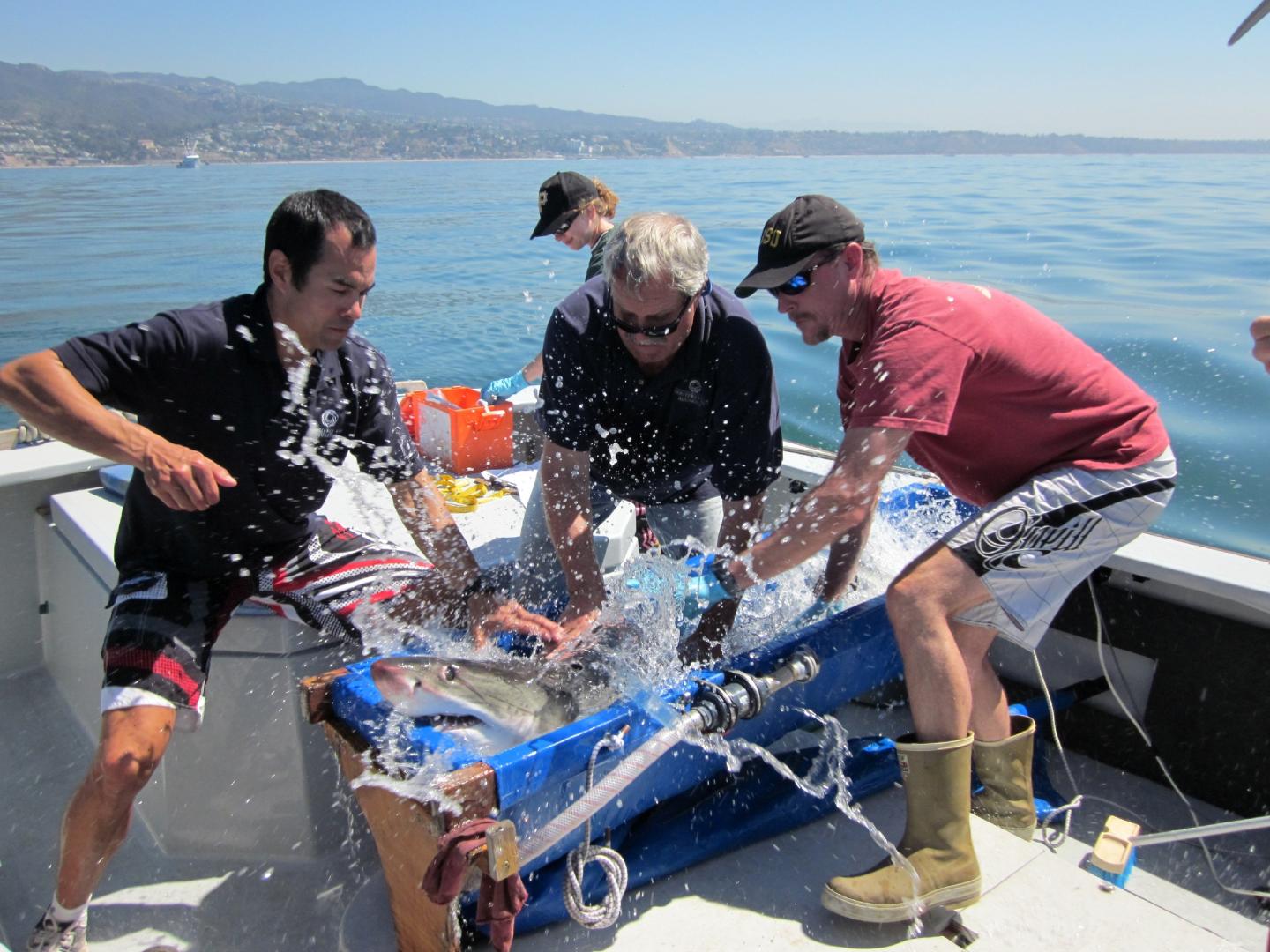 Juvenile White Shark Tagging