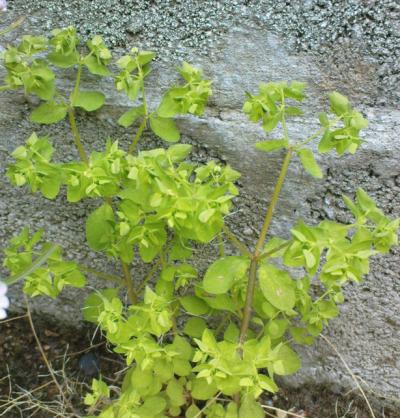 <I>Euphorbia peplus</I>