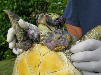 Researchers Find Organic Pollutants Not Factor in Turtle Tumor Disease