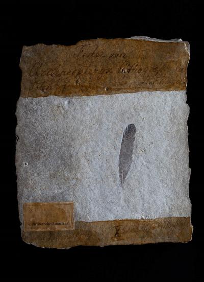 Not Your Ordinary Feather