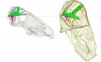 transparent skull of Anteosaurus