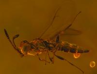 The Star Dust Wasp <i>Archaeoteleia astropulvis</i>