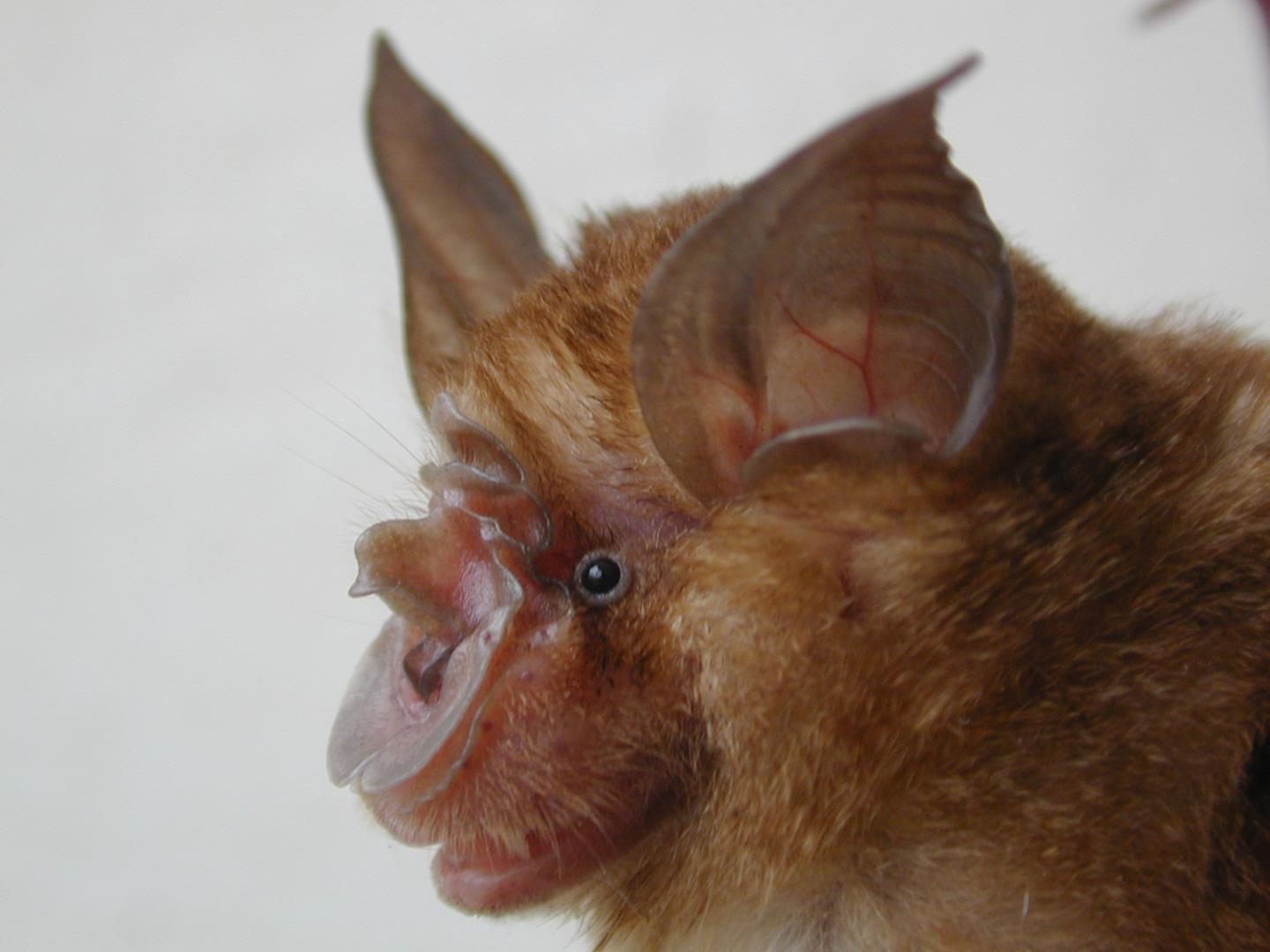 Bat Cave Study Sheds New Light on Origin of SARS Virus
