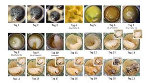 Honeybee larvae development