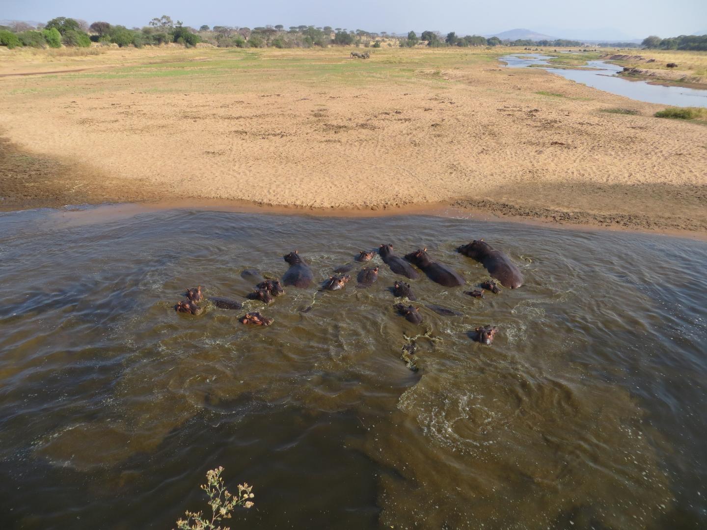 Bioturbation of Hippopotamus Dung